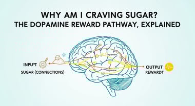 Why Am I Craving Sugar? The Dopamine Reward Pathway, Explained